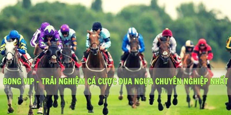 Bong vip - Trải nghiệm Cá cược đua ngựa chuyên nghiệp nhất