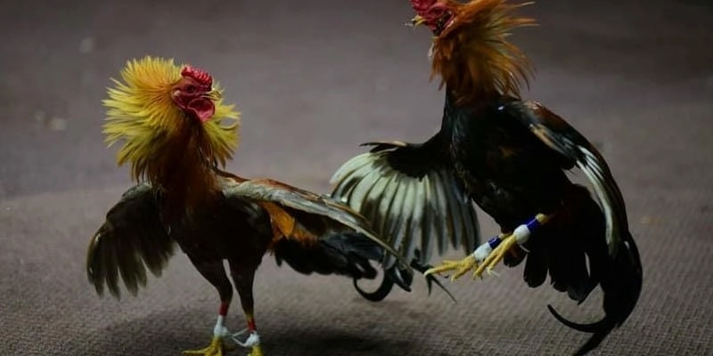 Kèo Đá Gà Thomo Biendo